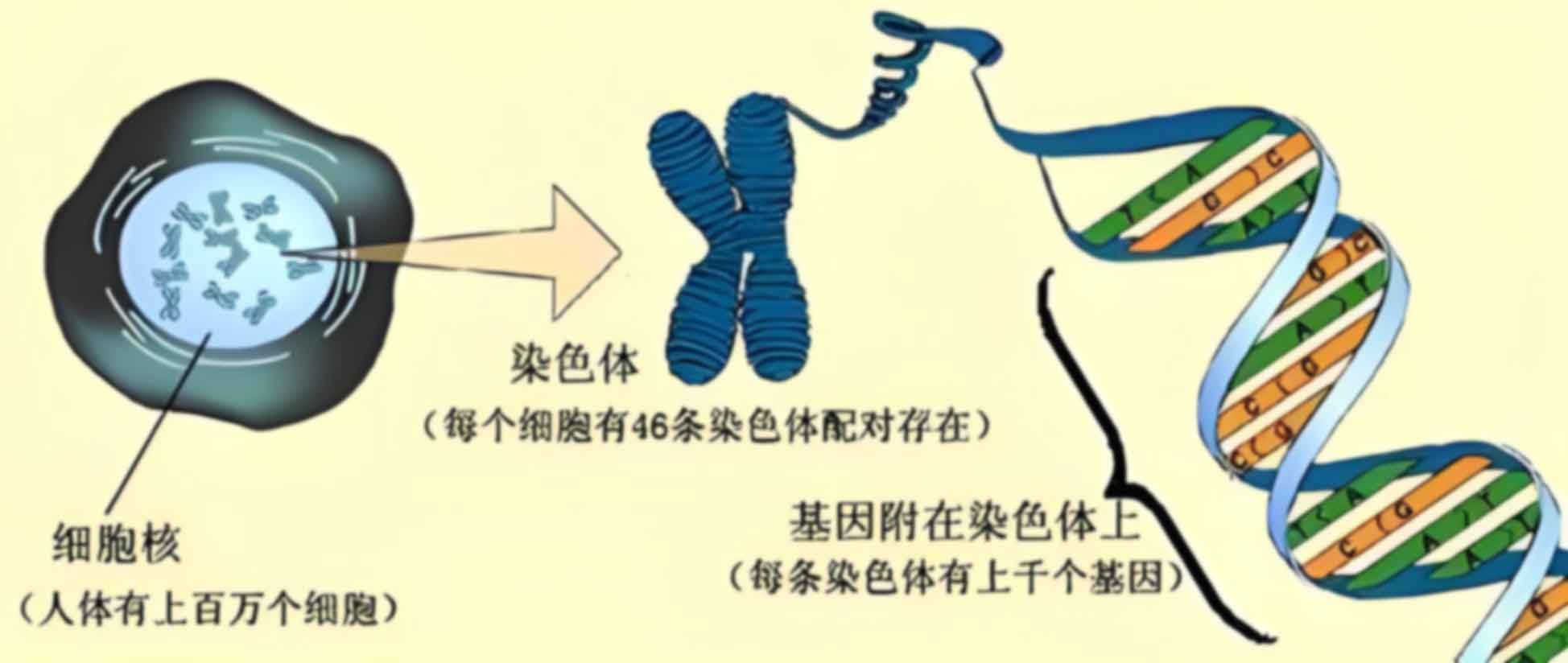兰州第一人民医院做胎儿亲子鉴定的流程